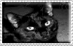 Black Cat Stamp